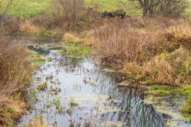 Kasvetli bir sonbahar gününde çimenlerin ve ağaçların arasında bir dere.