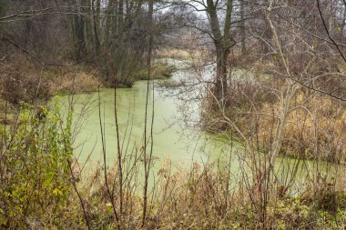 Kasvetli bir sonbahar gününde çimenlerin ve ağaçların arasında bir dere.