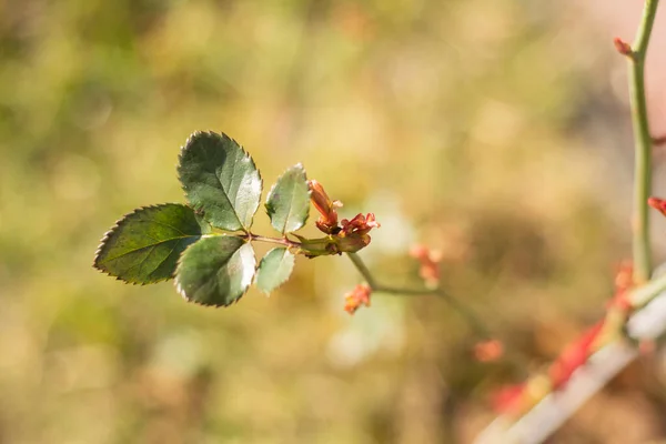 Güller Genç Tomurcukları Ilkbaharın Başlarında Sıcak Güneşli Bir Günde Fotoğraf — Stok fotoğraf