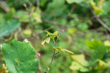 Genç yeşil meşe yaprakları, güneşli bir günde, ormanın ortasında, yumuşak güneş ışığında..