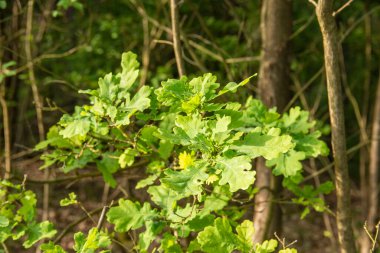 Genç yeşil meşe yaprakları, güneşli bir günde, ormanın ortasında, yumuşak güneş ışığında..