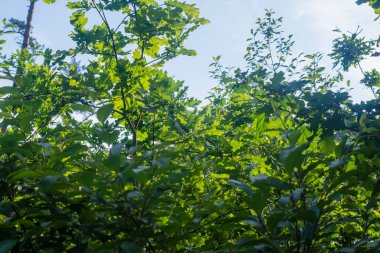 Genç yeşil meşe yaprakları, güneşli bir günde, ormanın ortasında, yumuşak güneş ışığında..