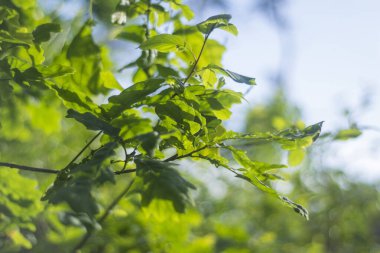 Genç yeşil meşe yaprakları, güneşli bir günde, ormanın ortasında, yumuşak güneş ışığında..
