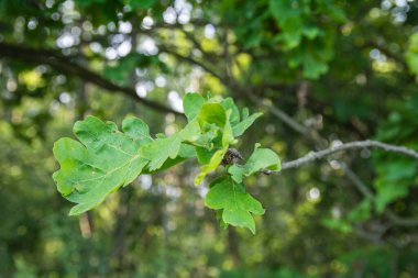 Genç yeşil meşe yaprakları, güneşli bir günde, ormanın ortasında, yumuşak güneş ışığında..