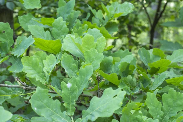 Jonge Groene Eikenbladeren Zachte Zon Midden Het Bos Een Zonnige — Stockfoto
