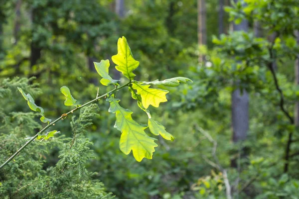 Jeunes Feuilles Chêne Vert Dans Doux Soleil Milieu Forêt Par — Photo