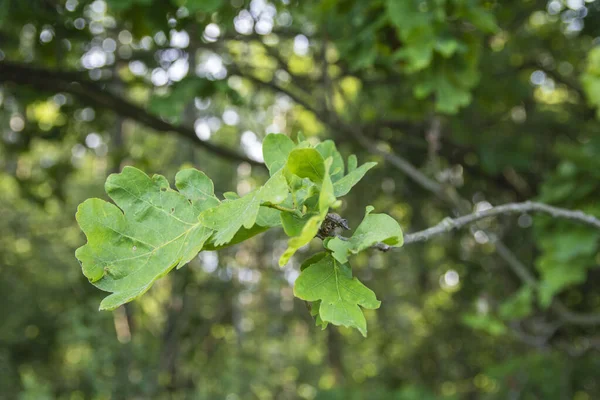 Młody Dąb Zielony Liści Miękkim Słońcu Środku Lasu Słoneczny Dzień — Zdjęcie stockowe