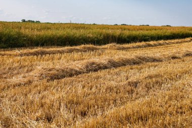 Hasattan hemen önce güneşli bir günde tarlada mısır. Yaz. Gün. 
