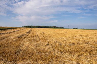 Hasattan hemen önce güneşli bir günde tarlada mısır. Yaz. Gün. 