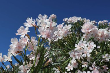 Güneşli bir yaz gününde mavi gökyüzüne karşı beyaz zakkum çiçeği. Çiçekli zakkum çalısı, beyaz çiçekler ve mavi gökyüzüne karşı yeşil yapraklar.