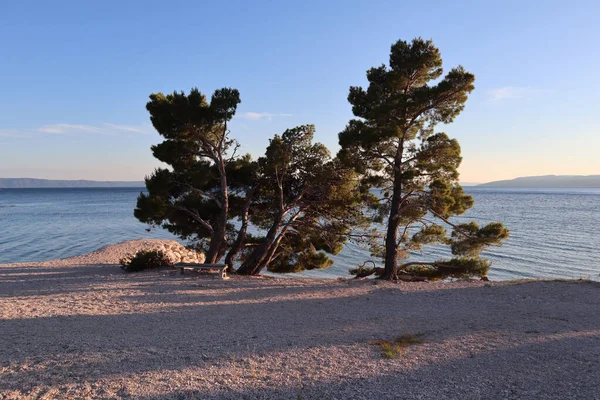 Pohon Pinus Hijau Tepi Laut Adriatik Pantai Pada Malam Musim — Stok Foto