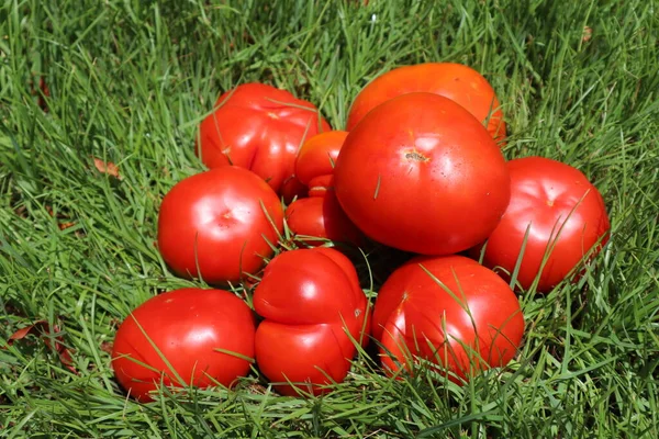 緑の草の上に赤いトマト クローズアップ 夏の晴れた日には緑の芝生の間でおいしい熟した野菜トマト — ストック写真
