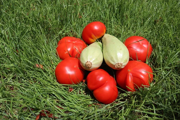 Pomodori Verdure Maturi Zucchine Uno Sfondo Erba Verde Brillante Deliziosi — Foto Stock