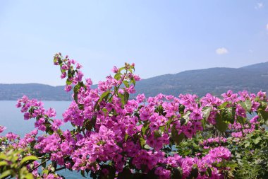 Mavi gökyüzüne, göle ve ufuktaki dağlara karşı açan begonviller.