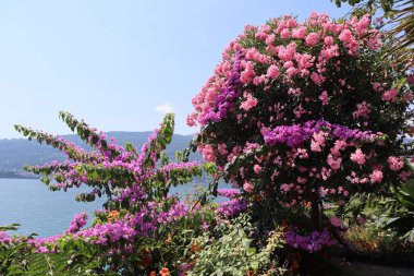 Bougainvillea ve zakkum mavi gökyüzüne, göle ve dağlara karşı pembe çiçek açarlar. 