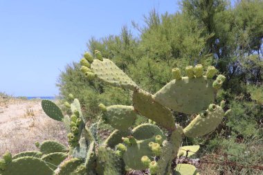 Opuntia güney İtalya 'da deniz kıyısında yetişir. Mavi denizin arka planında dikenli armut, güneşli bir günde yeşil ağaçlar ve beyaz kum.