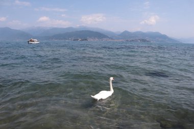Swan and boat on Lake Maggiore, mountains on the horizon on a summer day. White swan on the background of the blue water of the lake, mountains on the shores of Lake Maggiore, Stresa on the horizon