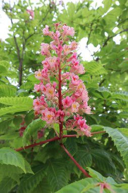  Çiçekli kestane ağacı. Pembe kestane çiçekleri ve yeşil yapraklar bir bahar günü