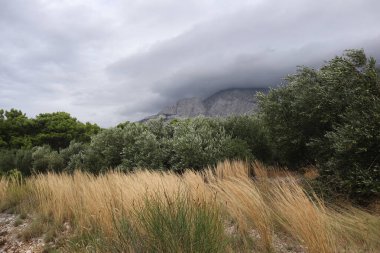 Bulutlu zeytin ağaçları dağlar ve rüzgarda uzun otlar yağmurlu bir sonbahar gününde