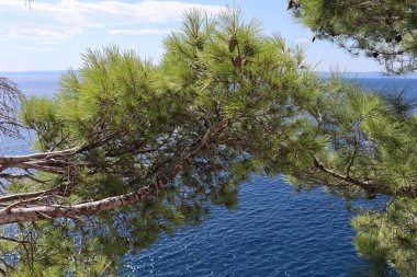 Güneşli bir yaz gününde denizin üzerinde yeşil iğneler ve koniler bulunan pitoresk bir çam dalı.