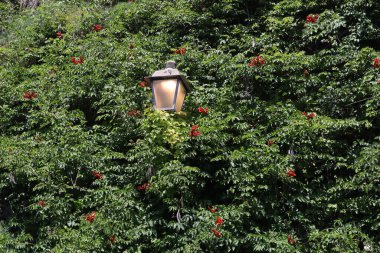 Bir yaz akşamı, Amalfi, İtalya 'da, kırmızı çiçekli ve yeşil yapraklı çiçek açan bir kampüs çalısı arasında fener.