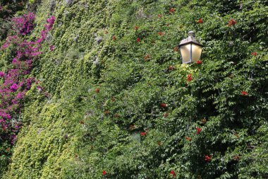 Parlak çiçekler ve yeşil kamp yaprakları arasında fener ve begonvil çalısı ile kaplı bir duvarda bitki, yaz akşamı, Amalfi, İtalya.