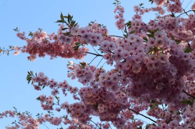 Mavi gökyüzüne karşı usulca pembe sakura çiçekleri