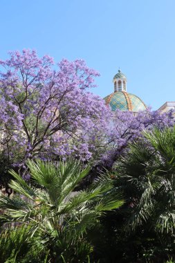 Çok güzel renkli bir majolika kubbesi ve güneşli bir yaz gününde Salerno 'da çiçek açan açık mor Paulownia ağacı olan Saint Mary Kilisesi. İtalya