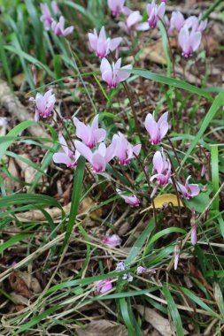 Sonbahar ormanlarında yeşil çimenlerin arka planına doğru eğilmiş narin pembe yapraklı siklamen çiçekleri.