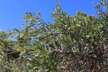 Güneşli bir günde, yeşil zeytinli zeytin dalı mavi gökyüzüne karşı, Hırvatistan ve Dalmaçya