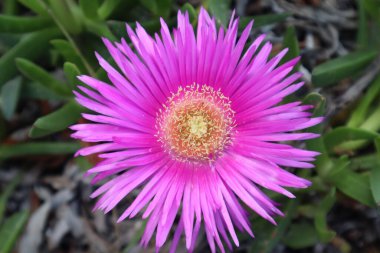 Carpobrotus Çiçekleri Lezzetli yeşil yapraklar ve canlı pembe çiçeklerle süslenir
