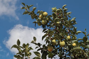 Güneşli bir yaz gününde hurma dalında olgunlaşır, yakın plan.