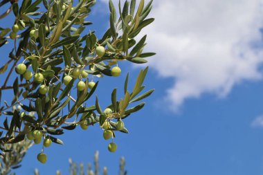 Gökyüzüne karşı dalda zeytin ağacı meyveleri, yakın plan