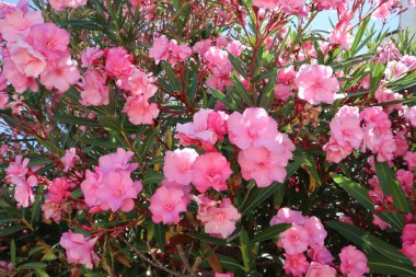 Parlak mavi gökyüzüne karşı, güneşli bir günde pembe çiçeklerle açan yabani çalılar.