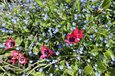 Bahar bahçesinde kırmızı laleler ve mavi unutmabenekler