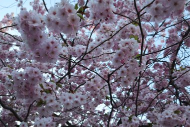 Mavi gökyüzüne karşı usulca pembe sakura çiçekleri