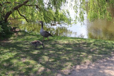 Güzel yaban kazı ve kazlar yeşil çimlerin üzerinde parkın kıyısında bir bahar günü