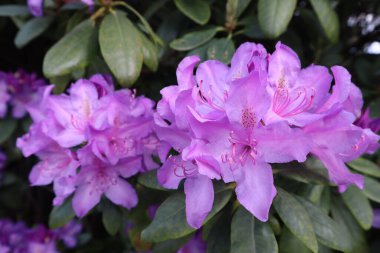 Çiçek açan pembe rhododendron, parlak çiçekli uzun ömürlü bitki. Rhododendron çiçekleri parlak pembe, yakın plan 