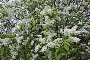 Bir bahar günü dallarda güzel beyaz cilt bakımı ile çiçek açan kuş kirazı.