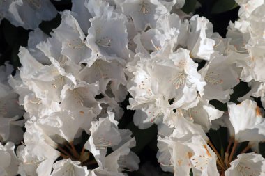 Beyaz Rhododendron çiçek açtı. Parlak çiçekli daimi bitki.