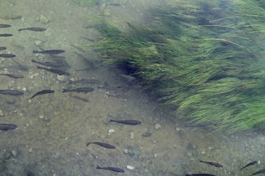 Hırvatistan 'ın Krka Ulusal Parkı' ndaki Krka Nehri 'nin berrak sularında balıklar yeşil algler arasında yüzüyor 