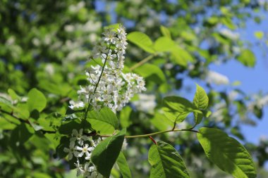 Bahar çiçekleri yeşil yaprakların arasında beyaz kuş kirazı