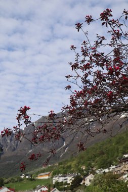 Bright flowers on the branches of a fruit tree growing on the shore of Aurlandsfjord against a blue sky with white clouds, mountains with snow on the tops on a sunny spring day. Aurlandsvangen, Norway clipart