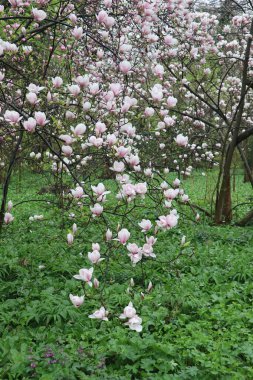 Magnolia Soulangeana tree with large white-pink flowers in a garden with green grass on a spring rainy day clipart