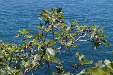 Taze incir dalları ve mavi denizin arka planında yapraklar.  