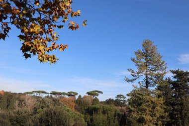 Gökyüzüne karşı parktaki resimli ağaçlar ve sarı yapraklı çınar ağacı dalları, Roma, İtalya