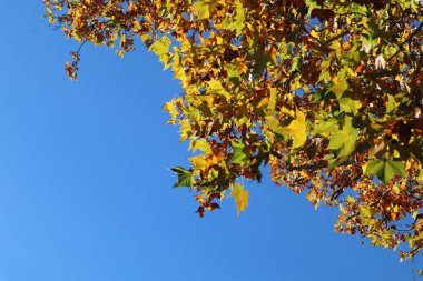 Mavi gökyüzüne karşı parlak sarı ve yeşil yaprakları olan resimsel çınar dalları