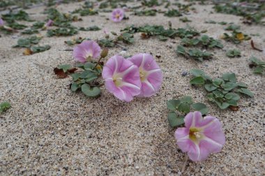 Blooming Calystegia soldanella, perennial herbaceous liana, growing on sand on sandy beach on seashore on summer sunny day, Calabria, Italy clipart