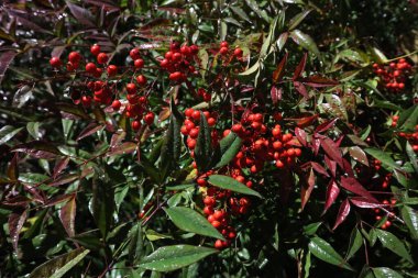 Beautiful Nandina domestic ornamental plant Nandina domestic with red berries and leaves on a rainy winter evening clipart