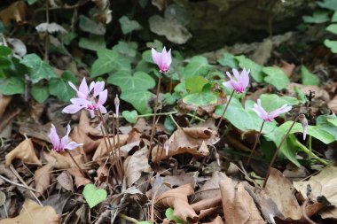 Çiçekli, pembe yapraklı siklamanlar bir sonbahar günü ormanda dışa doğru bükülür..